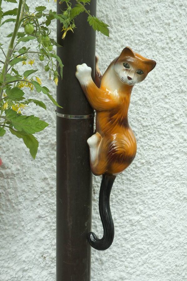 Fallrohrrinnenkatze an der Dachrinne